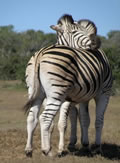 Zebras, Amakhala Game Reserve, &copy;Caroline Yates